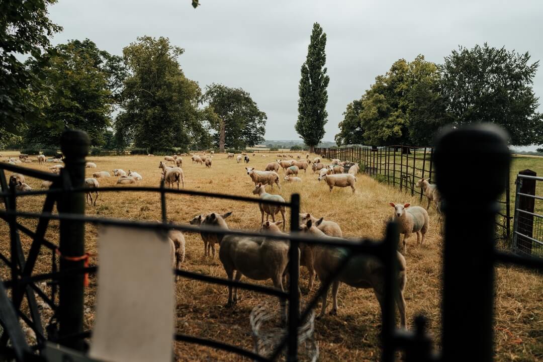Sheep grazing at Langar Hall